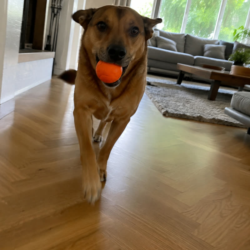 Perro de Valentina P.